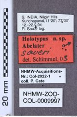 Etiketten zu Paracalais victoriae (NHMW-ZOO-COL-0009997)